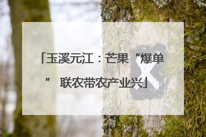 玉溪元江：芒果“爆单” 联农带农产业兴