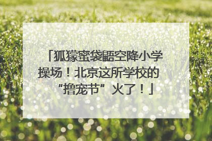狐獴蜜袋鼯空降小学操场！北京这所学校的“撸宠节”火了！