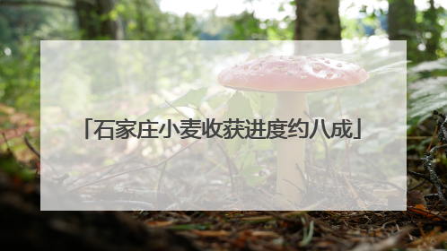 石家庄小麦收获进度约八成