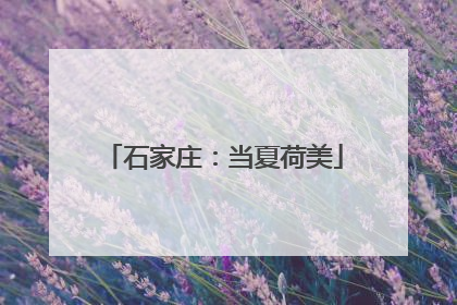 石家庄：当夏荷美