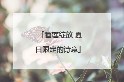 睡莲绽放 夏日限定的诗意