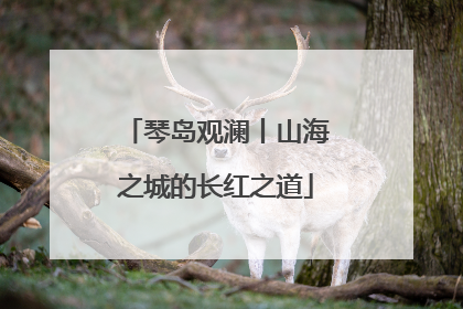 琴岛观澜丨山海之城的长红之道
