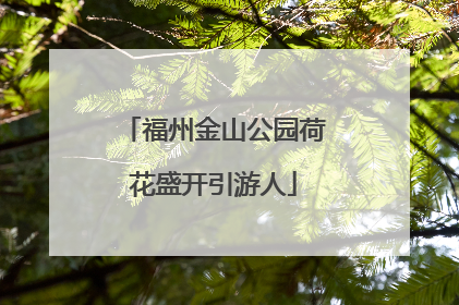 福州金山公园荷花盛开引游人