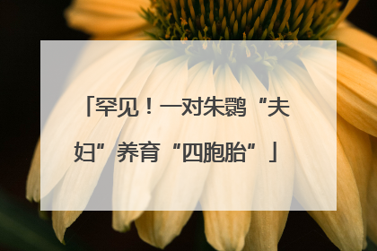 罕见！一对朱鹮“夫妇”养育“四胞胎”