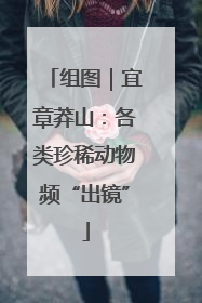 组图｜宜章莽山：各类珍稀动物频“出镜”