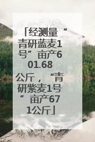 经测量“青研蓝麦1号”亩产601.68公斤，“青研紫麦1号”亩产671公斤
