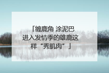 缠鹿角 涂泥巴 进入发情季的雄鹿这样“秀肌肉”