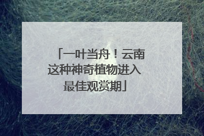 一叶当舟！云南这种神奇植物进入最佳观赏期