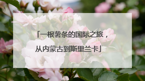 一根薯条的国际之旅，从内蒙古到斯里兰卡
