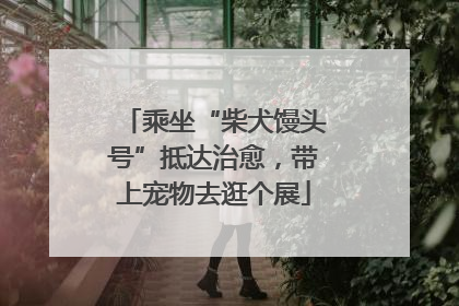 乘坐“柴犬馒头号”抵达治愈，带上宠物去逛个展