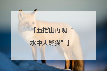 五指山再现“水中大熊猫”
