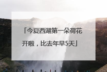 今夏西湖第一朵荷花开啦，比去年早5天