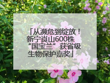 从濒危到绽放！新宁崀山600株“国宝兰”获省级生物保护嘉奖