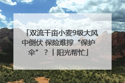 双流千亩小麦9级大风中倒伏 保险难撑“保护伞”？丨阳光帮忙