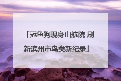 冠鱼狗现身山航院 刷新滨州市鸟类新纪录
