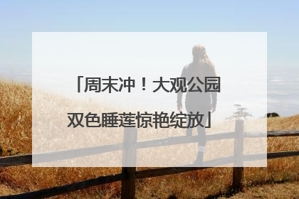 周末冲！大观公园双色睡莲惊艳绽放