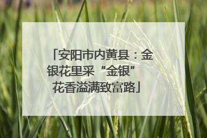 安阳市内黄县：金银花里采“金银” 花香溢满致富路