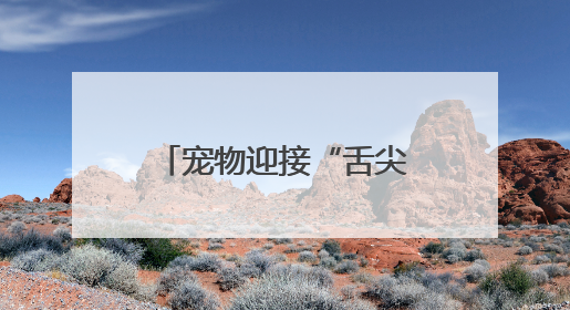 宠物迎接“舌尖上的端午” “宠物粽子”受喜爱