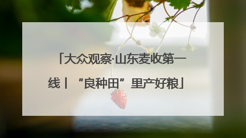 大众观察·山东麦收第一线丨“良种田”里产好粮