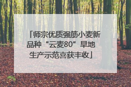 师宗优质强筋小麦新品种“云麦80”旱地生产示范喜获丰收