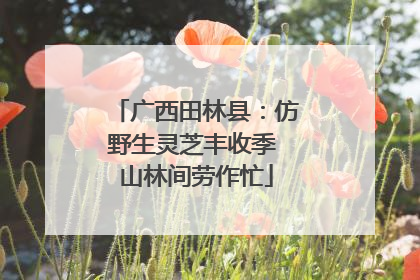 广西田林县：仿野生灵芝丰收季 山林间劳作忙