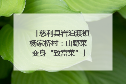 慈利县岩泊渡镇杨家桥村：山野菜变身“致富菜”