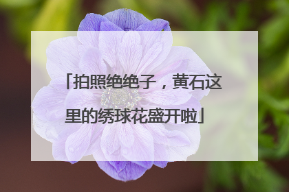 拍照绝绝子，黄石这里的绣球花盛开啦