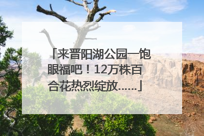 来晋阳湖公园一饱眼福吧！12万株百合花热烈绽放……