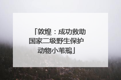 敦煌：成功救助国家二级野生保护动物小苇鳽