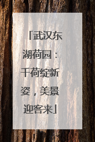 武汉东湖荷园：千荷绽新姿，美景迎客来