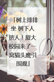 树上排排坐 树下人挤人！厦大校园来了一窝猫头鹰引围观