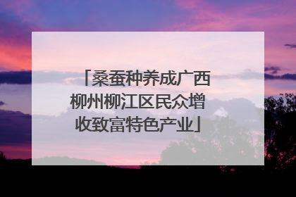 桑蚕种养成广西柳州柳江区民众增收致富特色产业