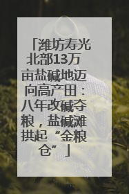 潍坊寿光北部13万亩盐碱地迈向高产田：八年改碱夺粮，盐碱滩拱起“金粮仓”