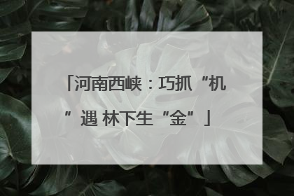 河南西峡：巧抓“机”遇 林下生“金”