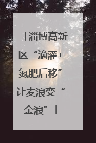 淄博高新区“滴灌+氮肥后移”让麦浪变“金浪”