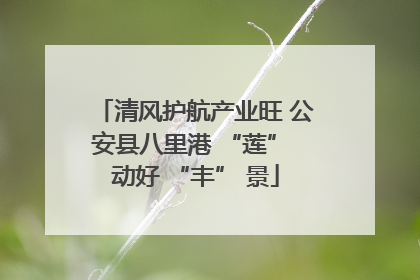 清风护航产业旺 公安县八里港 “莲” 动好 “丰” 景