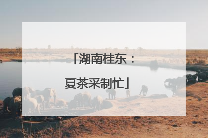 湖南桂东：夏茶采制忙