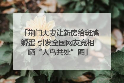 荆门夫妻让新房给斑鸠孵蛋 引发全国网友竞相晒“人鸟共处”图