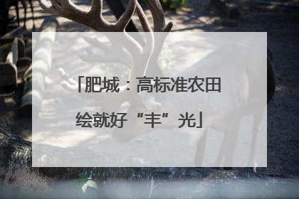 肥城：高标准农田绘就好“丰”光