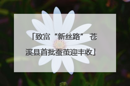 致富“新丝路” 苍溪县首批蚕茧迎丰收