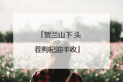 贺兰山下 头茬枸杞迎丰收