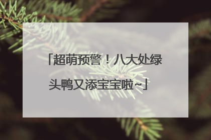 超萌预警！八大处绿头鸭又添宝宝啦~