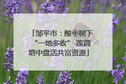 邹平市：酸枣树下“一地多收” 莲藕塘中盘活共富资源