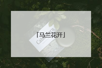 马兰花开
