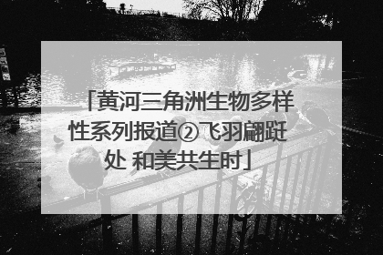 黄河三角洲生物多样性系列报道②飞羽翩跹处 和美共生时