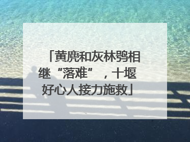 黄麂和灰林鸮相继“落难”，十堰好心人接力施救