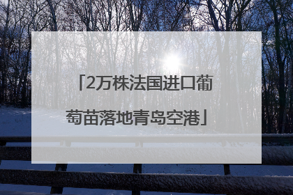 2万株法国进口葡萄苗落地青岛空港